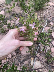 Boronia albiflora