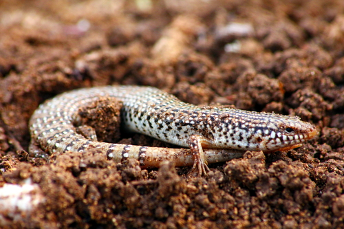 Ocellated Bronze Skink