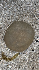 Catostylus mosaicus