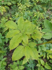 Chaerophyllum aromaticum