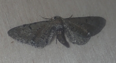 Eupithecia absinthiata