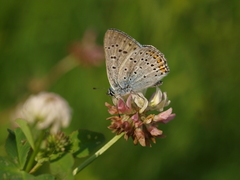 Lycaena
