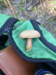 Xerocomus subtomentosus