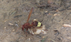 Vespa orientalis
