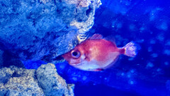 Macroramphosus scolopax