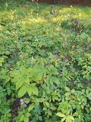 Chaerophyllum aromaticum