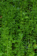 Galium aparine