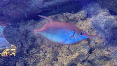 Macroramphosus scolopax
