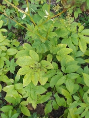 Chaerophyllum aromaticum