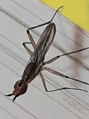 Neriidae