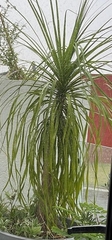 Beaucarnea recurvata