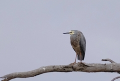 Egretta novaehollandiae