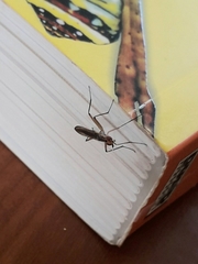 Neriidae
