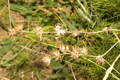 Anthyllis vulneraria