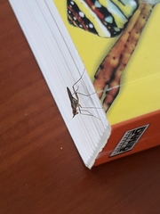 Neriidae