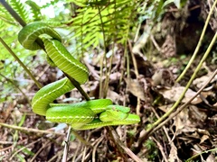 Trimeresurus stejnegeri