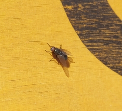 Protophormia terraenovae