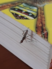 Neriidae