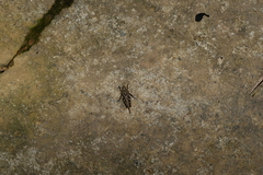 Tetrigidae