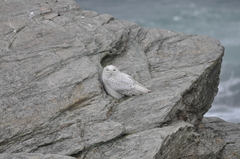 Bubo scandiacus