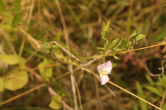 Convolvulus arvensis