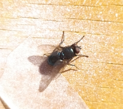 Protophormia terraenovae