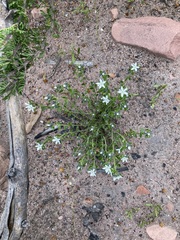 Orianthera serpyllifolia