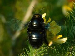 Xylocopa capitata
