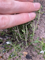 Orianthera serpyllifolia
