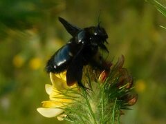 Xylocopa capitata