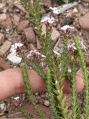 Styphelieae