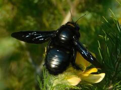 Xylocopa capitata