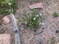 Orianthera serpyllifolia