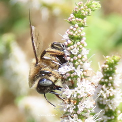 Xylocopa cantabrita
