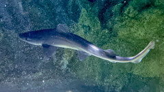 Mustelus