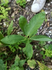 Salix cinerea
