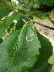 Lyonetia clerkella