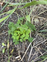 Oxalis acetosella