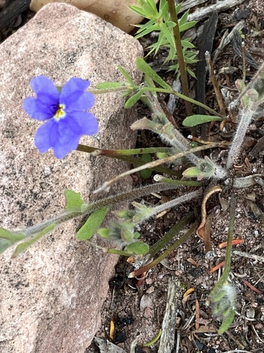 Image of Dampiera linearis by (c) Thomas Mesaglio, some rights reserved (CC BY)