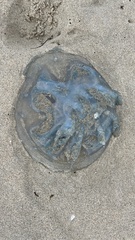 Catostylus mosaicus