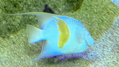 Pomacanthus maculosus