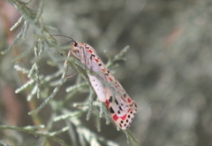 Utetheisa pulchella