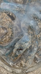 Catostylus mosaicus
