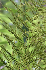 Athyrium asplenioides