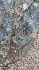 Catostylus mosaicus
