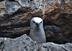 Anous stolidus galapagensis