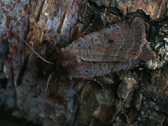 Protolampra sobrina
