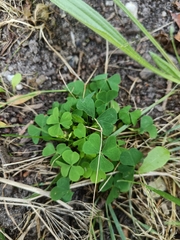 Oxalis acetosella