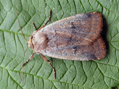 Protolampra sobrina