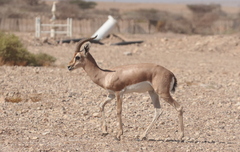 Gazella dorcas